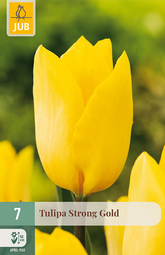 X   7 TULIPA STRONG GOLD