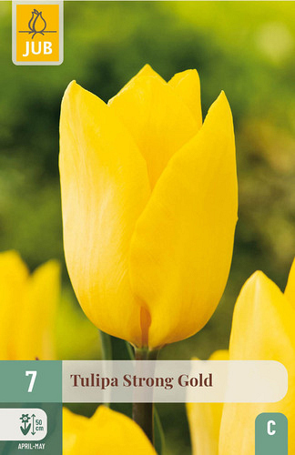 X   7 TULIPA STRONG GOLD