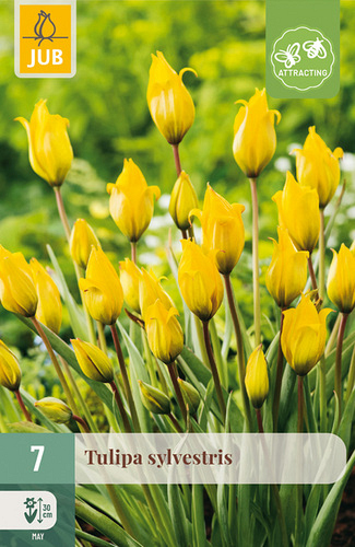 X   7 TULIPA SYLVESTRIS