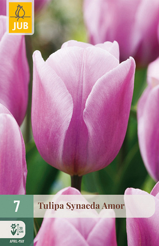 X   7 TULIPA SYNAEDA AMOR