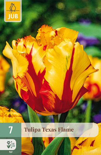 X   7 TULIPA TEXAS FLAME