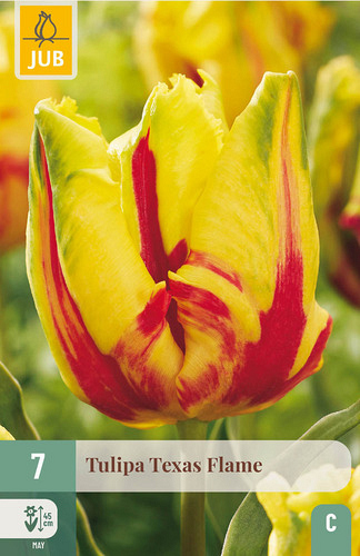 X   7 TULIPA TEXAS FLAME
