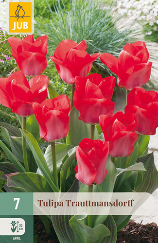 X   7 TULIPA TRAUTTMANSDORFF