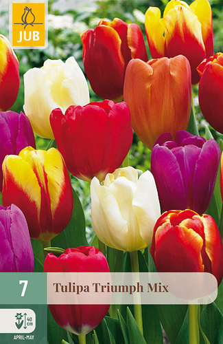 X   7 TULIPA TRIUMPH MIX