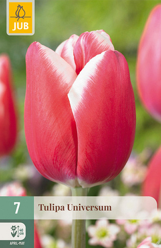 X   7 TULIPA UNIVERSUM