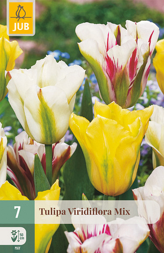 X   7 TULIPA VIRIDIFLORA MIX