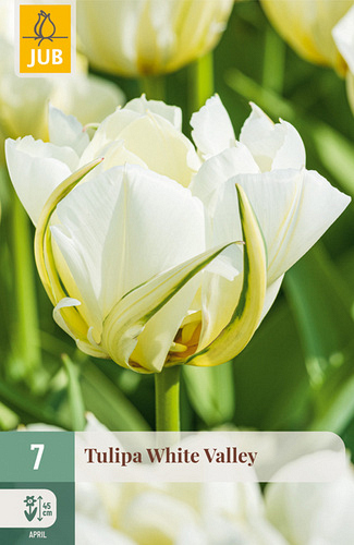 X   7 TULIPA WHITE VALLEY