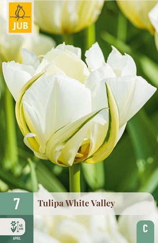 X   7 TULIPA WHITE VALLEY