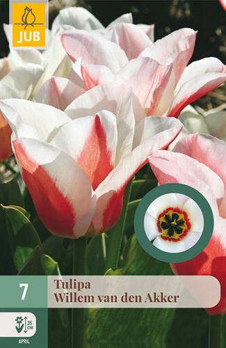 X   7 TULIPA WILLEM VAN DEN AKKER