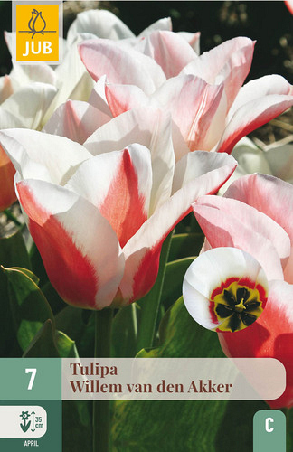 X   7 TULIPA WILLEM VAN DEN AKKER