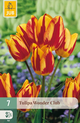 X   7 TULIPA WONDER CLUB