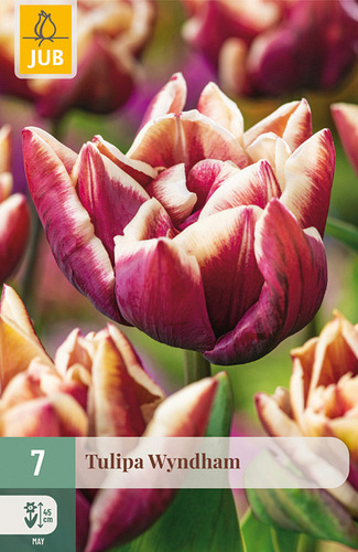 X   7 TULIPA WYNDHAM