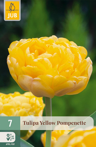 X   7 TULIPA YELLOW POMPENETTE