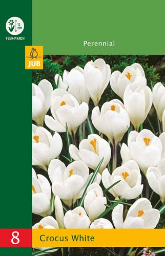 X   8 CROCUSES LARGE FLOWERING WHITE