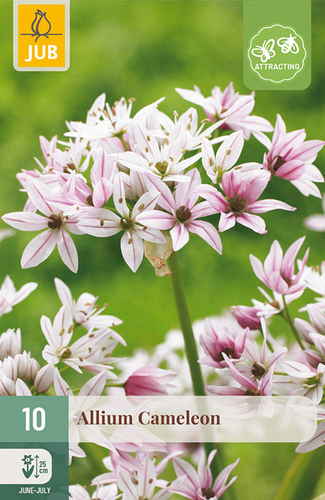 X 10 ALLIUM CAMELEON