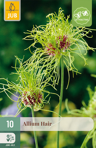 X 10 ALLIUM HAIR