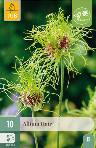 X 10 ALLIUM HAIR
