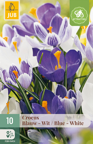 X 10 CROCUS BLAUW - WIT MIX
