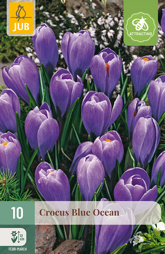 X 10 CROCUS BLUE OCEAN