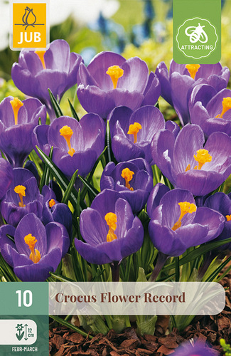 X 10 CROCUS FLOWER RECORD