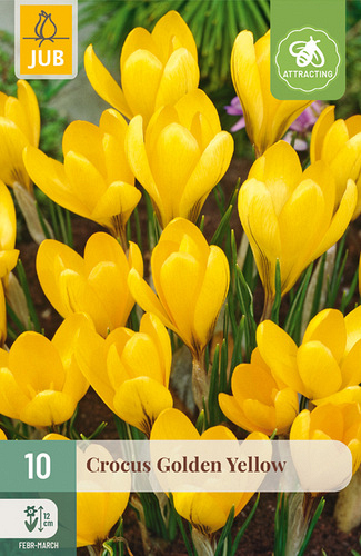 X 10 CROCUS GOLDEN YELLOW