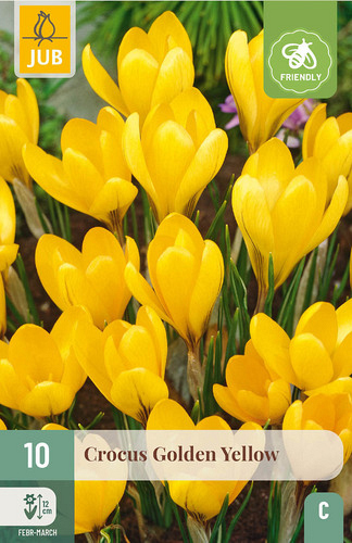 X 10 CROCUS GOLDEN YELLOW