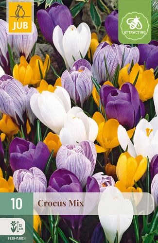 X 10 CROCUS GROOTBLOEMIG MIX