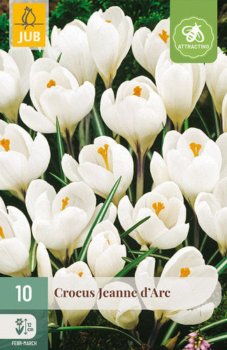 X 10 CROCUS JEANNE D'ARC
