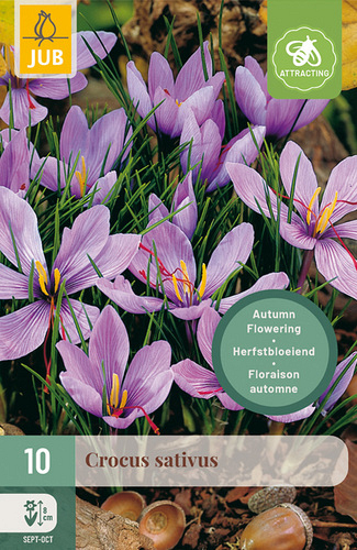 X 10 CROCUS SATIVUS