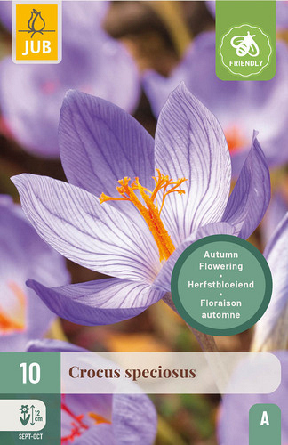 X 10 CROCUS SPECIOSUS