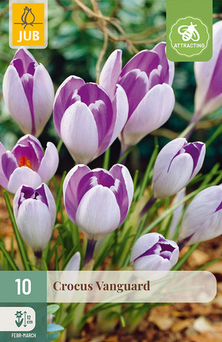 X 10 CROCUS VANGUARD