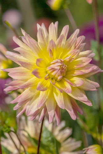 X 10 DAHLIA CABANA BANANA