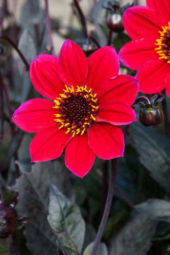 X 10 DAHLIA CHERRY RED