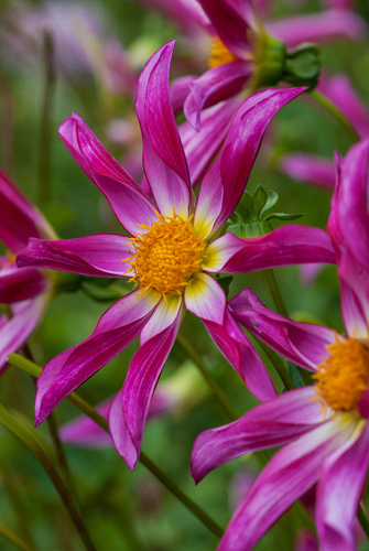 X 10 DAHLIA HONKA ROZE