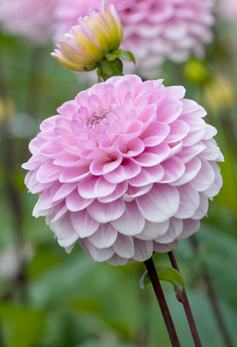 X 10 DAHLIA WIZARD OF OZ
