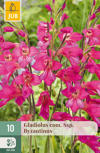 X 10 GLADIOLUS COM SSP. BYZANTINUS