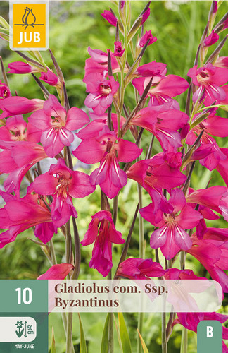 X 10 GLADIOLUS COM SSP. BYZANTINUS