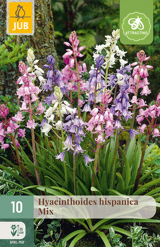 X 10 HYACINTHOIDES HISPANICA MIX