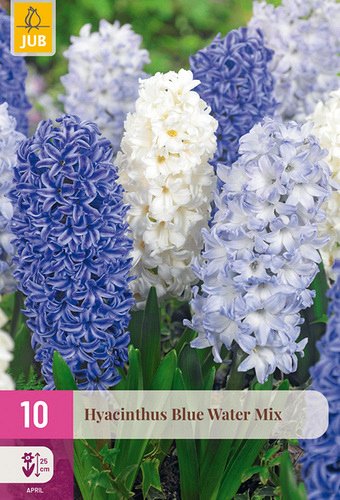 X 10 HYACINTHUS BLUE WATER MIX