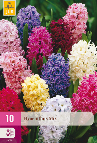 X 10 HYACINTHUS MIX