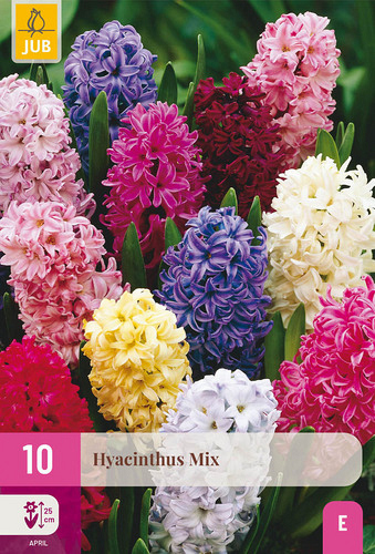 X 10 HYACINTHUS MIX