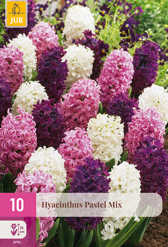 X 10 HYACINTHUS PASTEL MIX