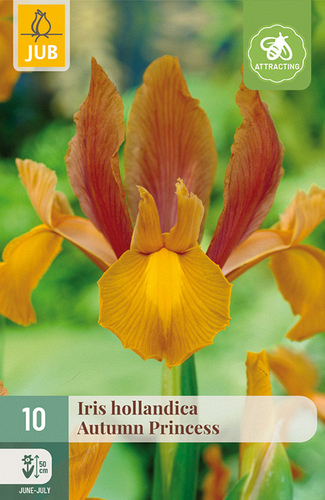 X 10 IRIS HOLLANDICA AUTUMN PRINCESS