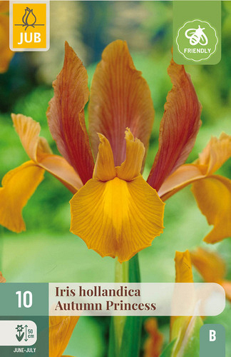 X 10 IRIS HOLLANDICA AUTUMN PRINCESS