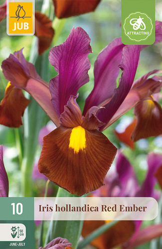 X 10 IRIS HOLLANDICA RED EMBER NJ