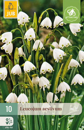 X 10 LEUCOJUM AESTIVUM