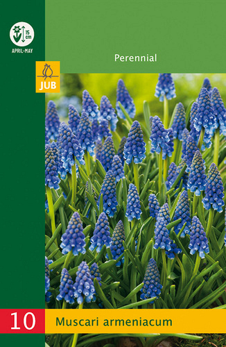 X 10 MUSCARI ARMENIACUM
