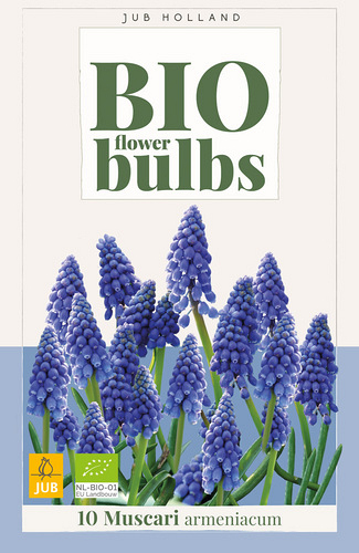 X 10 MUSCARI ARMENIACUM - BIO