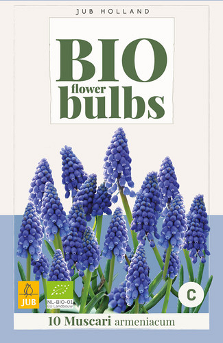 X 10 MUSCARI ARMENIACUM - BIO