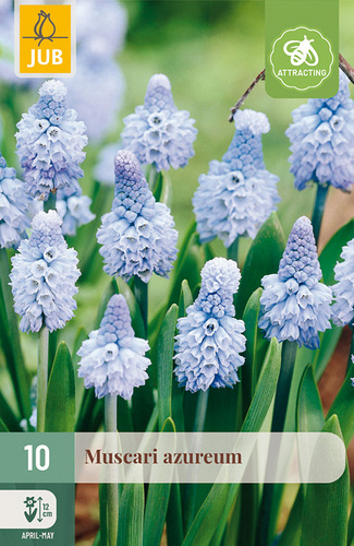 X 10 MUSCARI AZUREUM